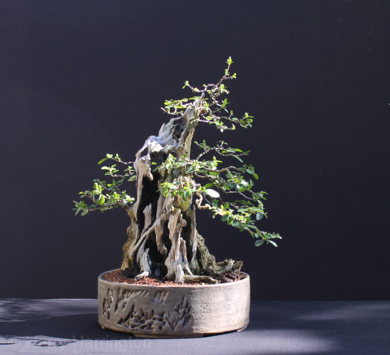 privet bonsai